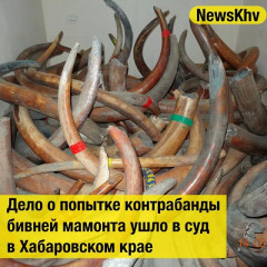 в суд направлено уголовное дело по факту покушения 0на контрабанду бивней мамонтов - фото - 1
