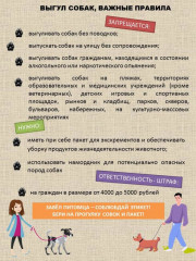 выгул собак, важные правила - фото - 1