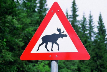 дикие животные - фото - 1