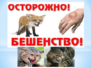осторожно, бешенство - фото - 9