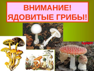 управление по делам ГО и ЧС предупреждает - ОСТОРОЖНО, ядовитые грибы - фото - 1