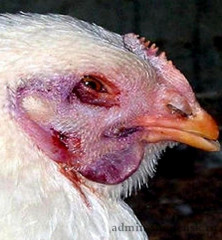внимание!!! В Смоленске зафиксирована вспышка гриппа птиц среди диких птиц - фото - 1