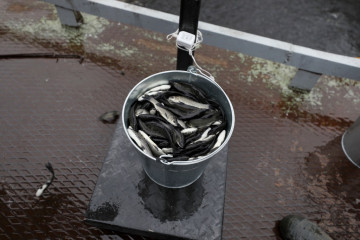 смоленская АЭС выпустила более 41 тысяч мальков чёрного амура в Десногорское водохранилище - фото - 3